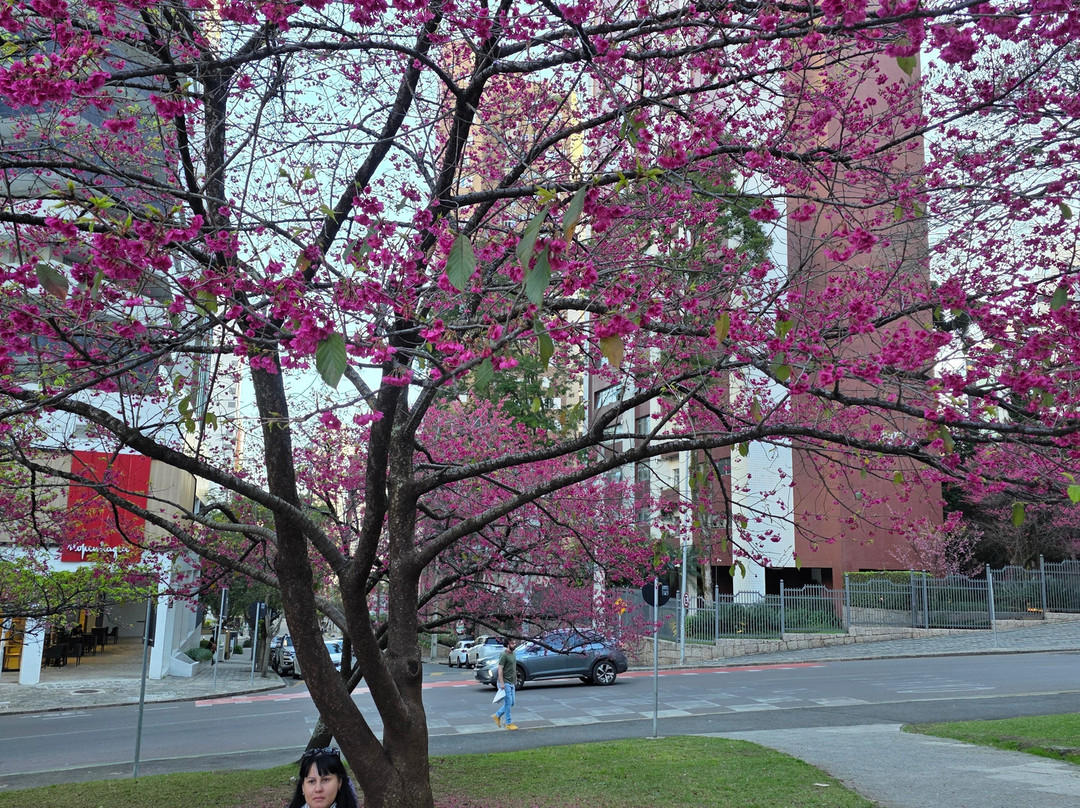 Japanese gardens-库里提巴必去景点