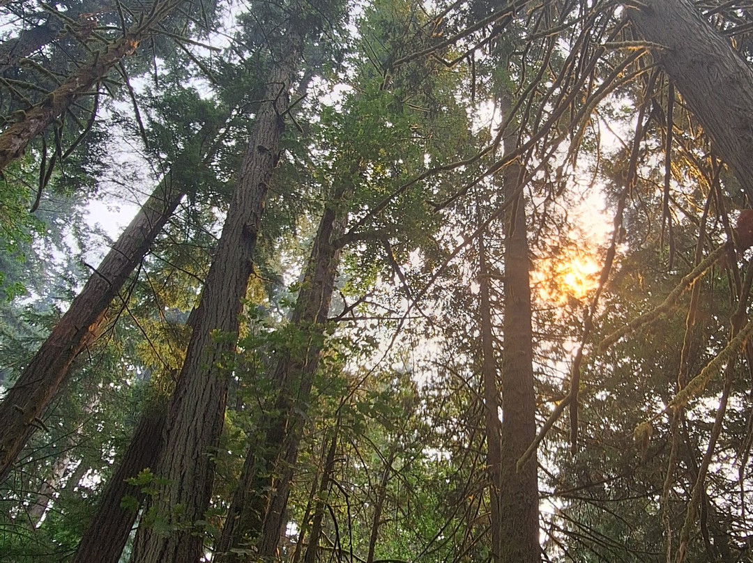 Cathedral Grove-艾伯尼港必去景点