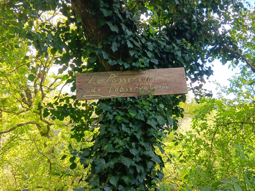 La Passerelle Observatoire Du Lac Du Jaunay-La Chapelle-Hermier必去景点