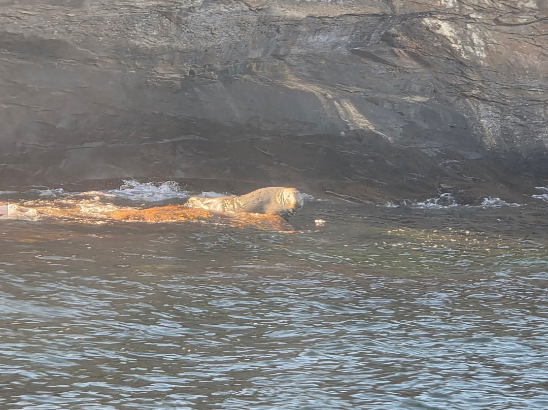 Bird Island Boat Tour-Big Bras d'Or必去景点
