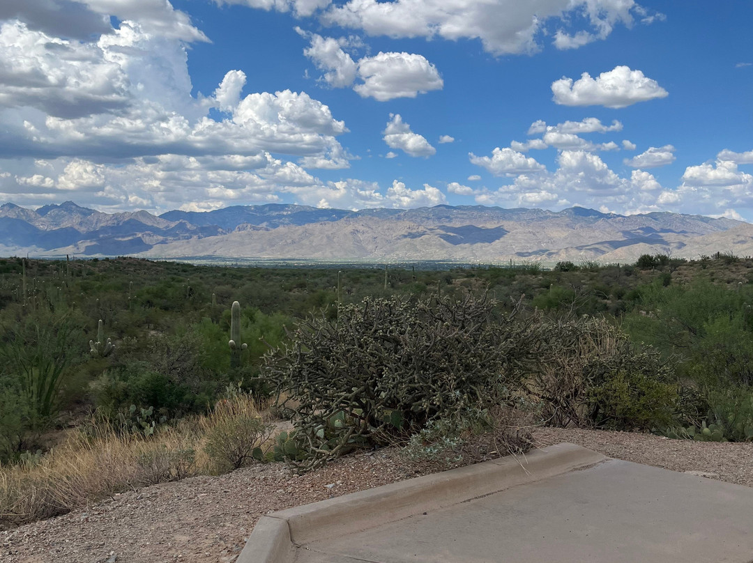 Saguaro National Park-图森必去景点