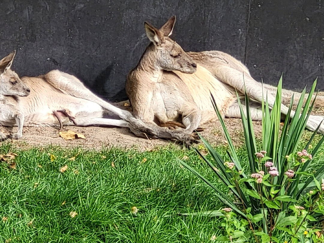 Odense Zoo-欧登塞必去景点