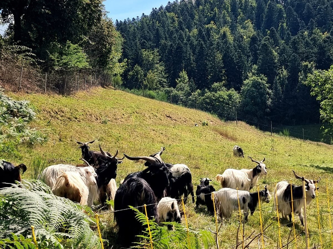 Allerheiligen Wasserfalle-Oppenau必去景点