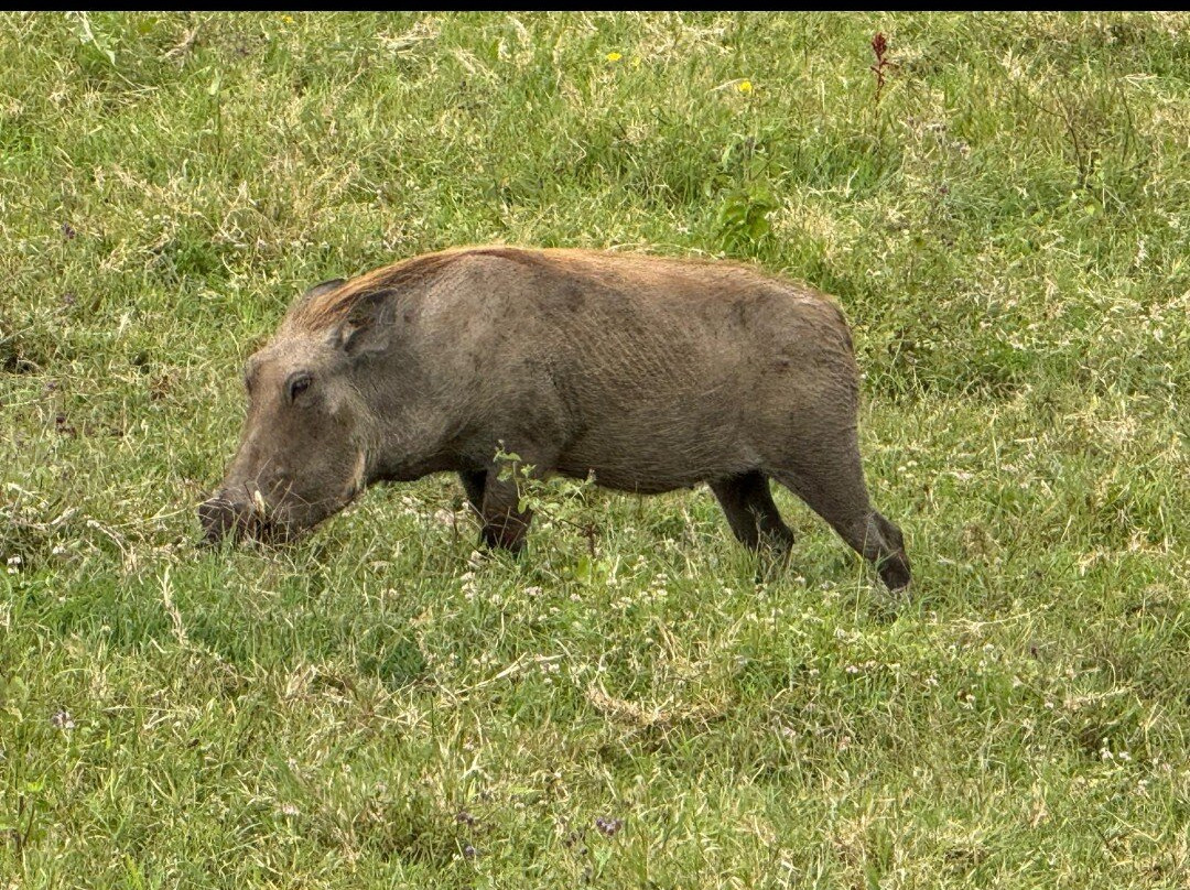 SafARI TAILS - Teaching about Animals In Live Shows
