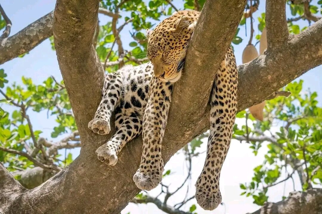 Serengeti National Park-Ikoma必去景点