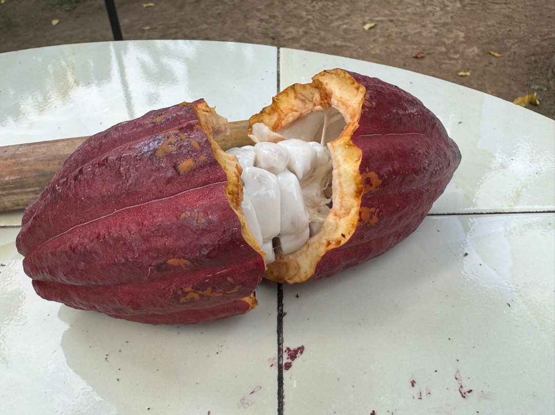 Cau Factory & Farm-达巴南必去景点