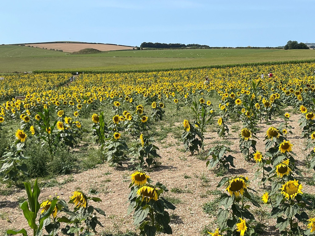 Dorset Sunflower Trail-多切斯特必去景点