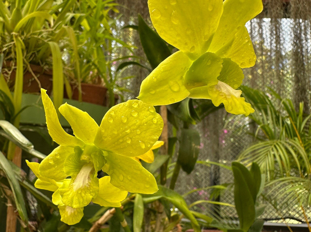 Royal Botanic Gardens Peradeniya-康提必去景点