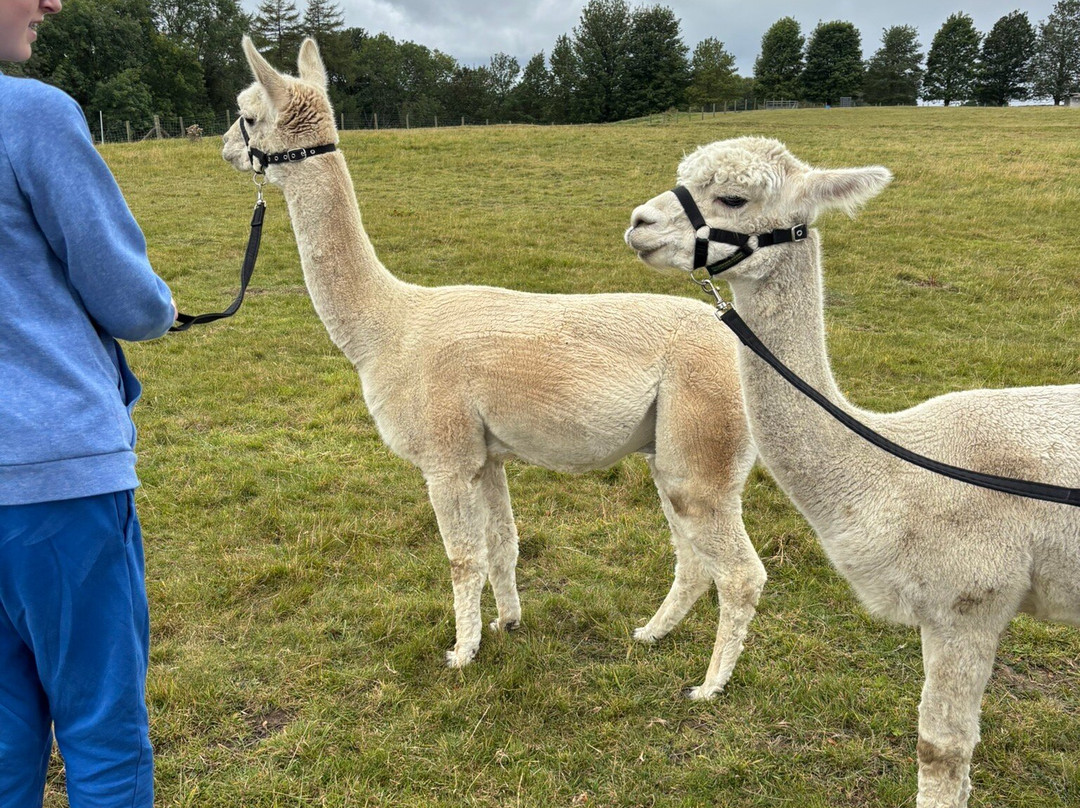 Teesdale Alpacas (Open by Appointment Only)-Barnard Castle必去景点