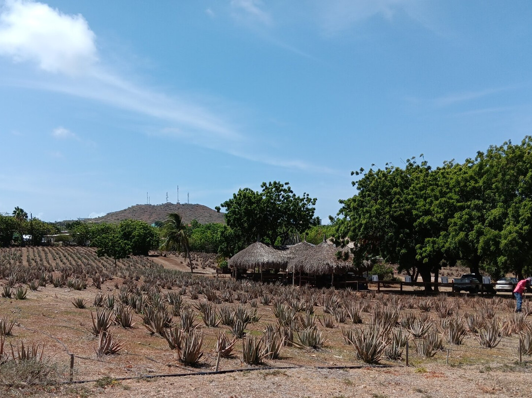The Aloe Vera Curacao, Home of Curaloe Tour-威廉斯塔德必去景点