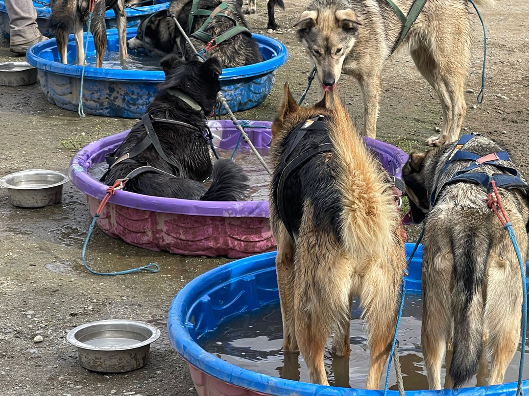 Alaskan Husky Adventures-Willow必去景点