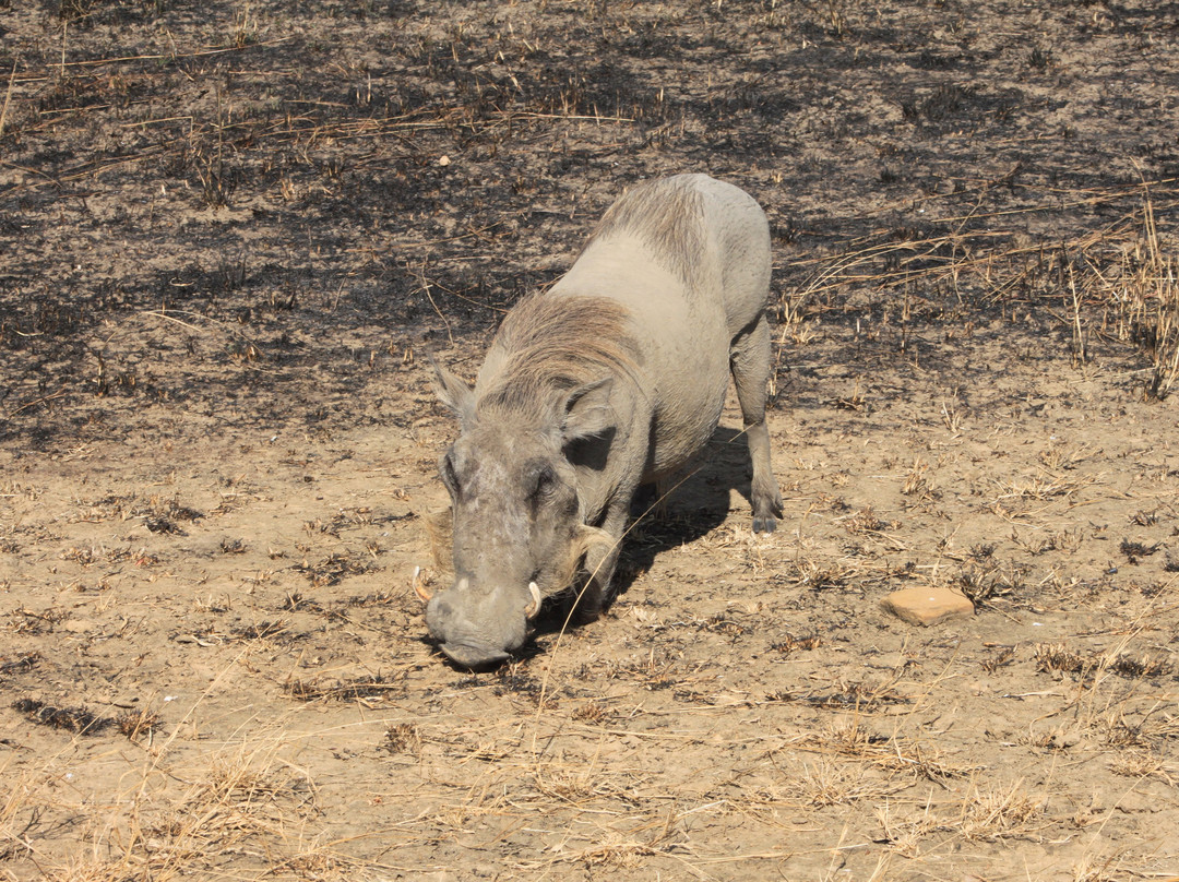 Africalife Tours and Safaris.-莫西必去景点