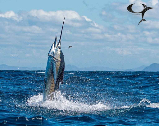 CR Fishing Charters-塔马林多必去景点