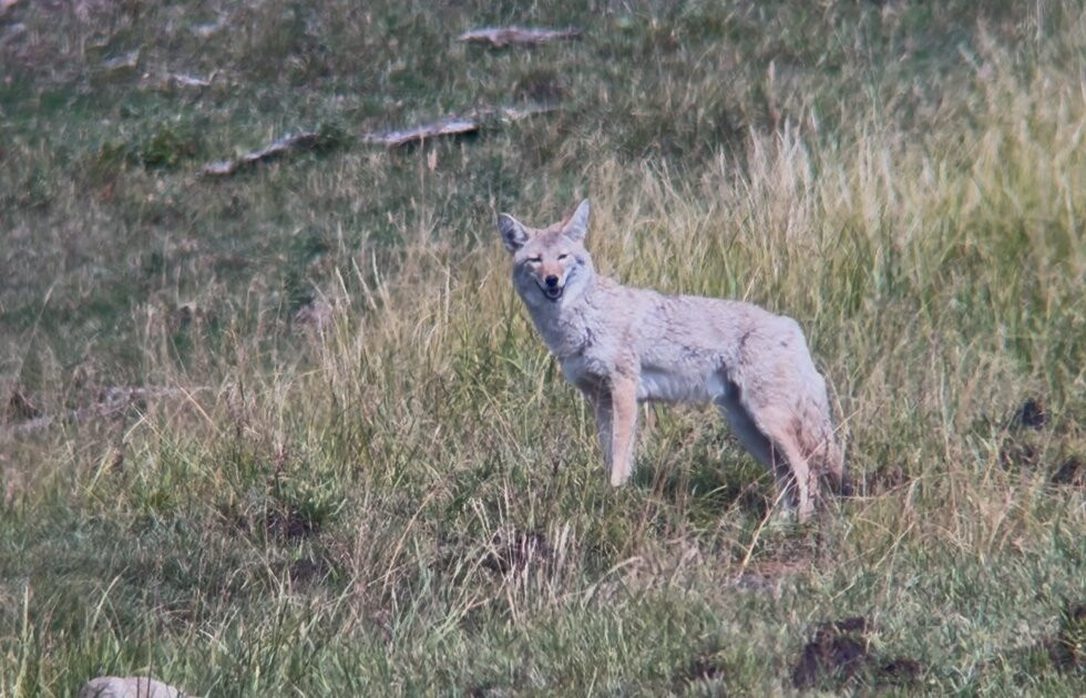Lamar Valley Touring-加德纳必去景点
