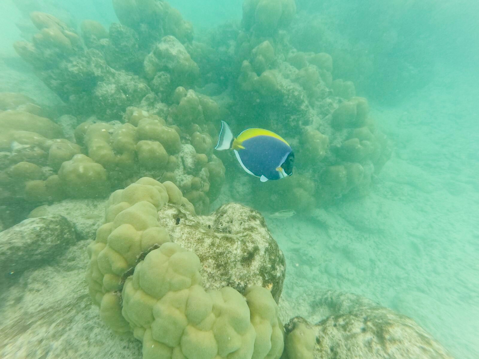 Kandima Maldives-泳池