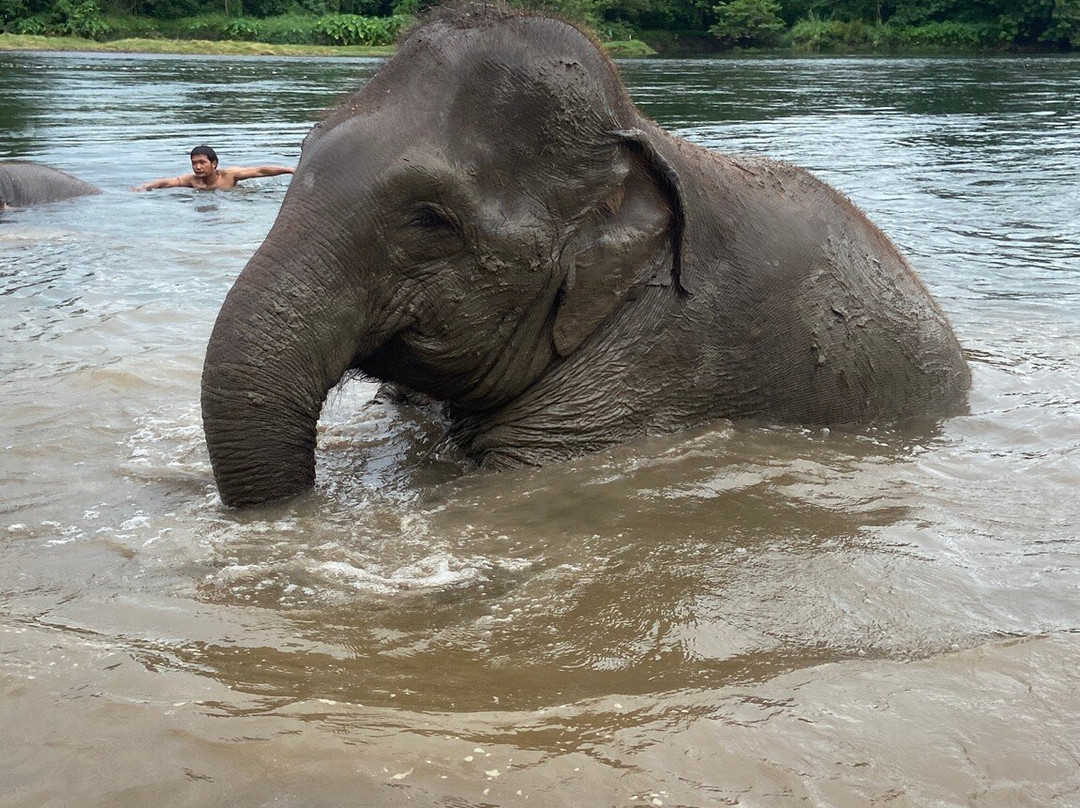 Green Elephant Sanctuary Park-呈塔累必去景点