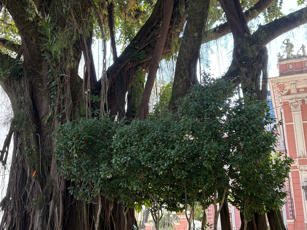 Figueira Centenária-弗洛里亚诺波利斯必去景点