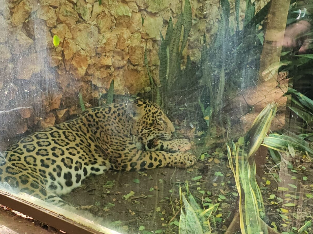 Choco Story uxmal-乌科斯玛必去景点