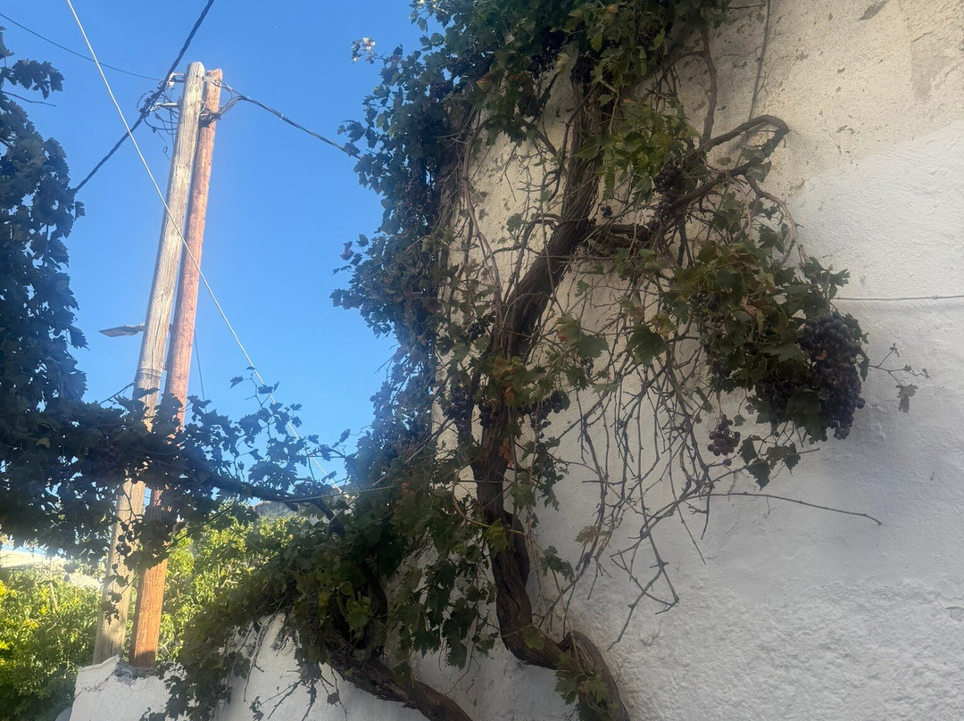 Buggy safari in Koutsouras by Rocket Adventures-Koutsouras必去景点