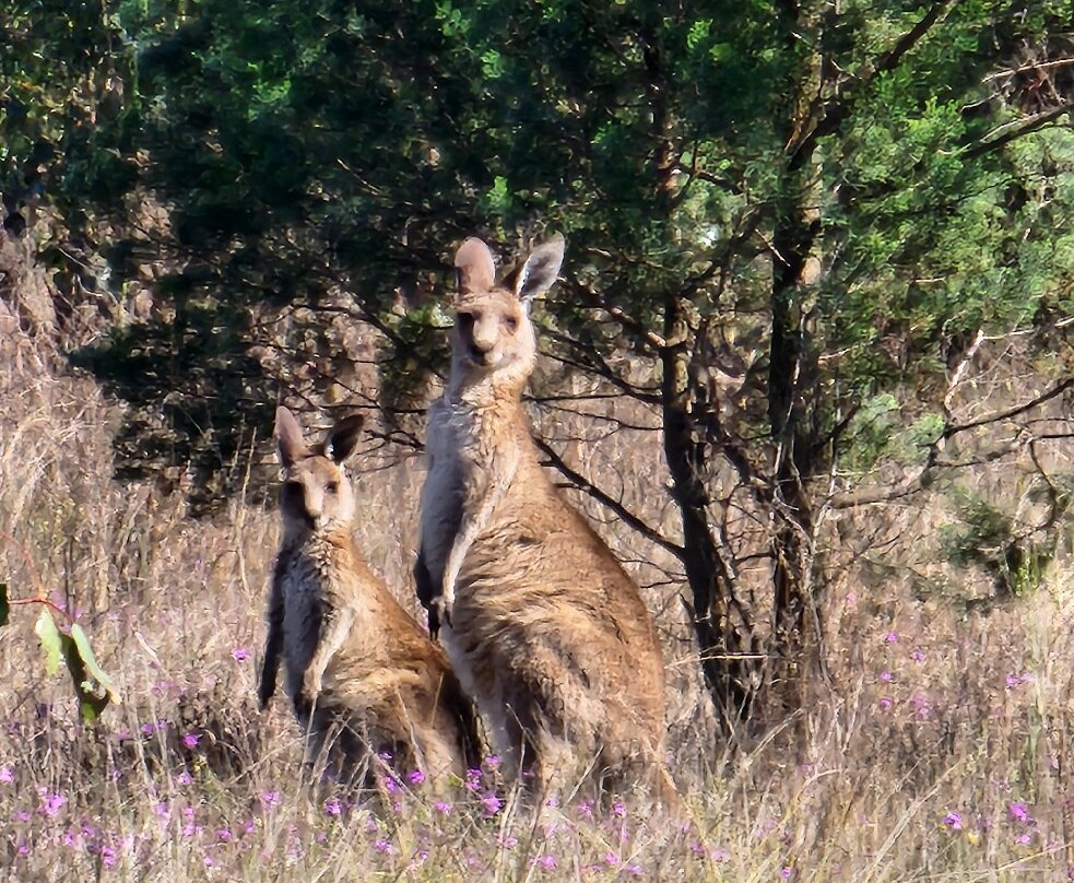 Lake Broadwater Conservation Park-多尔比必去景点