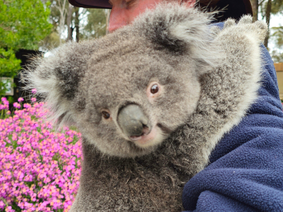 Jirrahlinga Dingo Conservation & Wildlife Education Centre-Chewton必去景点