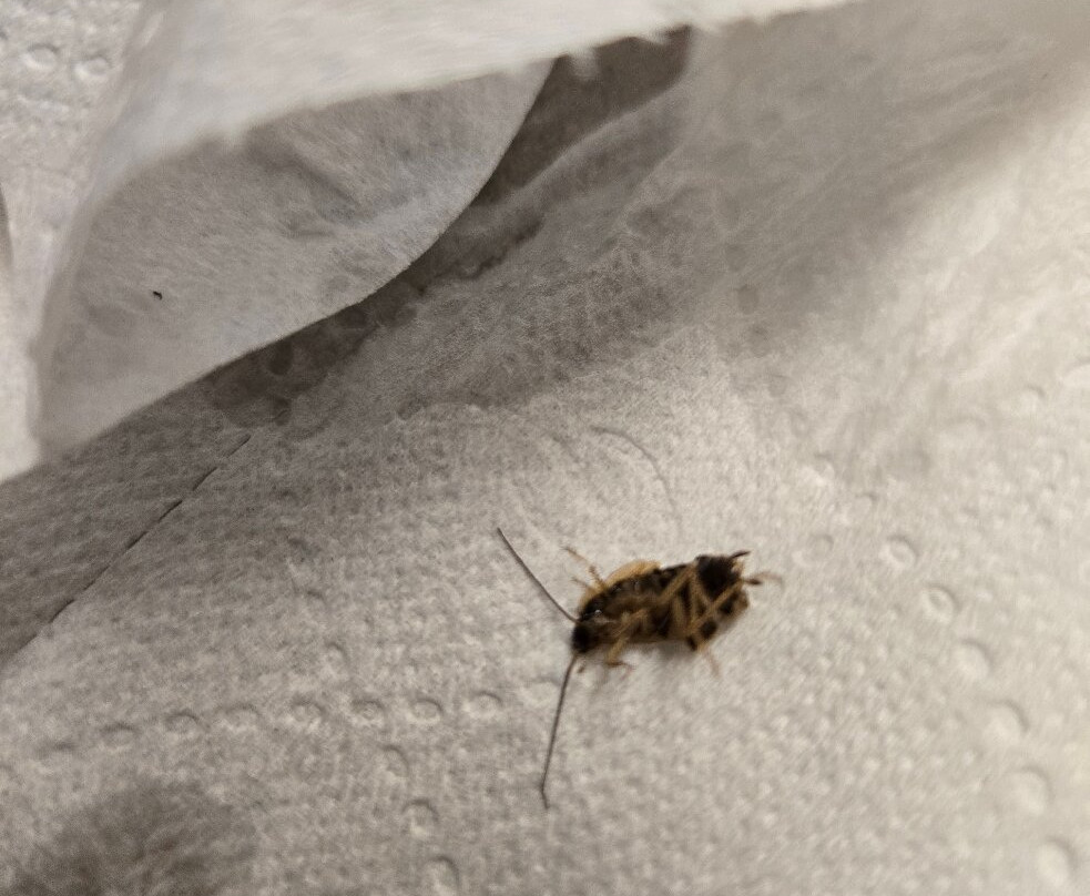 Econo Lodge Inn & Suites主图