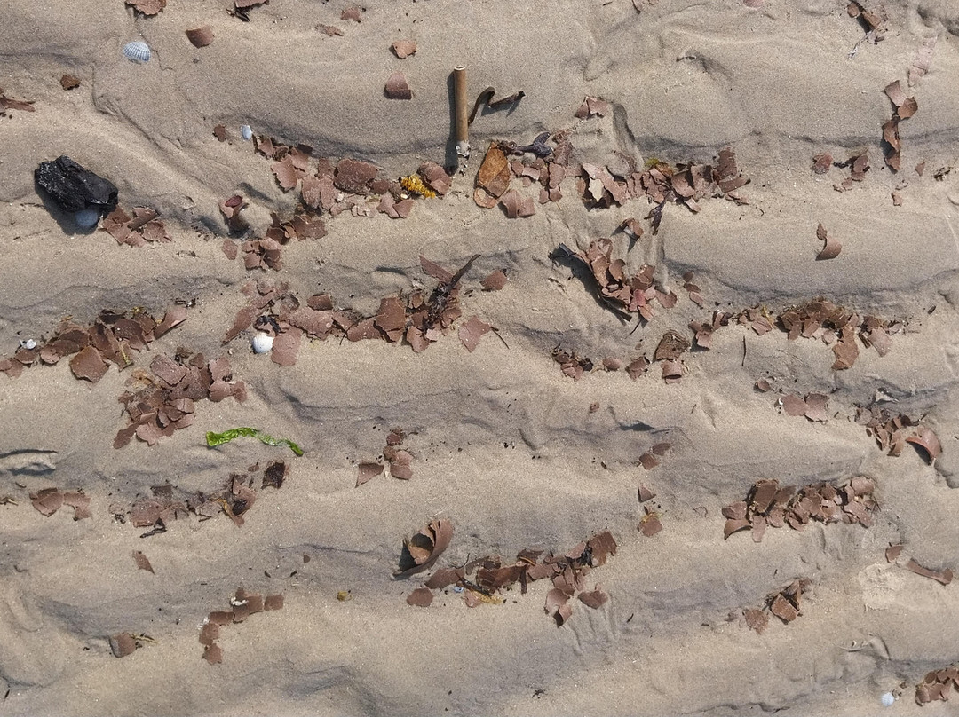 La Plage d'Hardelot-Neufchatel-Hardelot必去景点