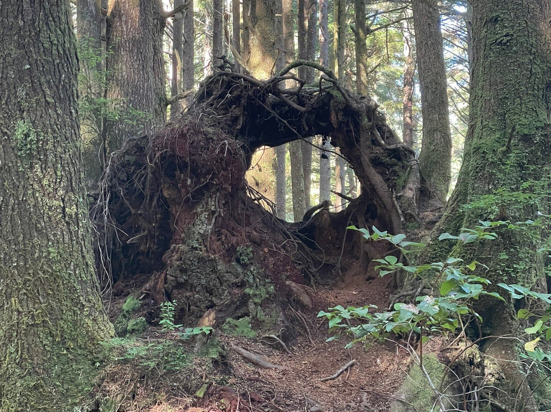 Big Cedar Tree Kalaloch-福克斯必去景点