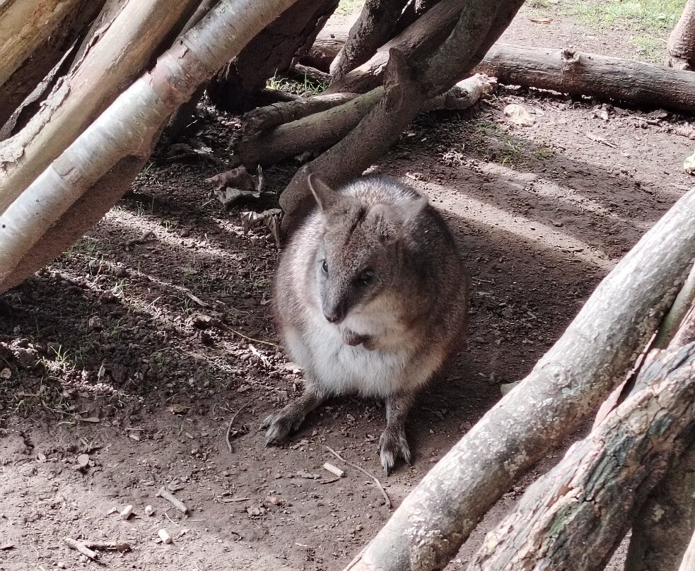 Manor Wildlife Park-St. Florence必去景点