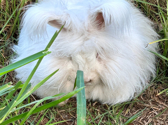 Maui Alpaca-马卡瓦必去景点