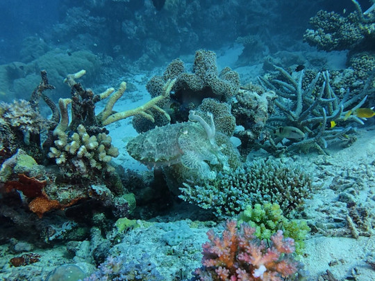 Spirit of Freedom-凯恩斯必去景点