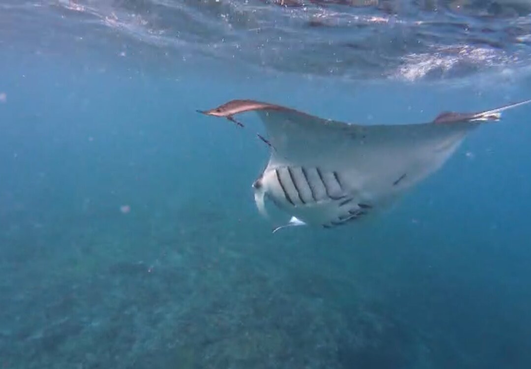 Captain Yin Yang-Pejukutan必去景点