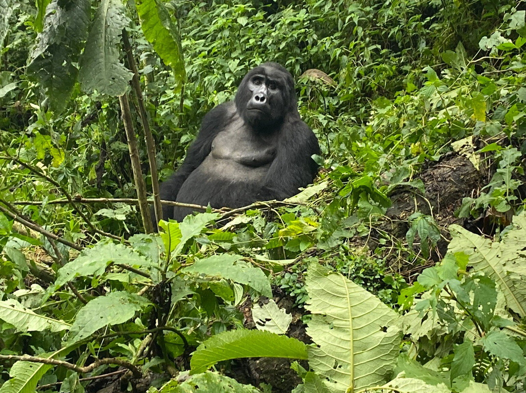 Mission Africa Safaris-Ruhengeri必去景点