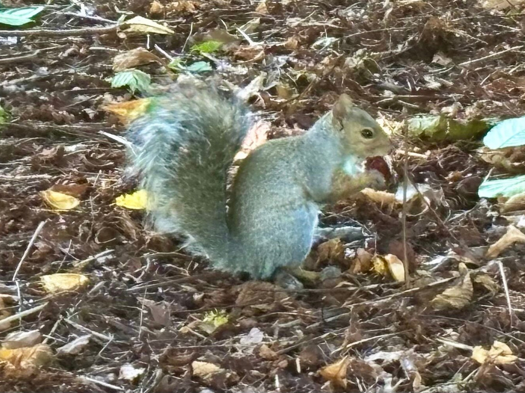 Hatley Park National Historic Site-维多利亚必去景点