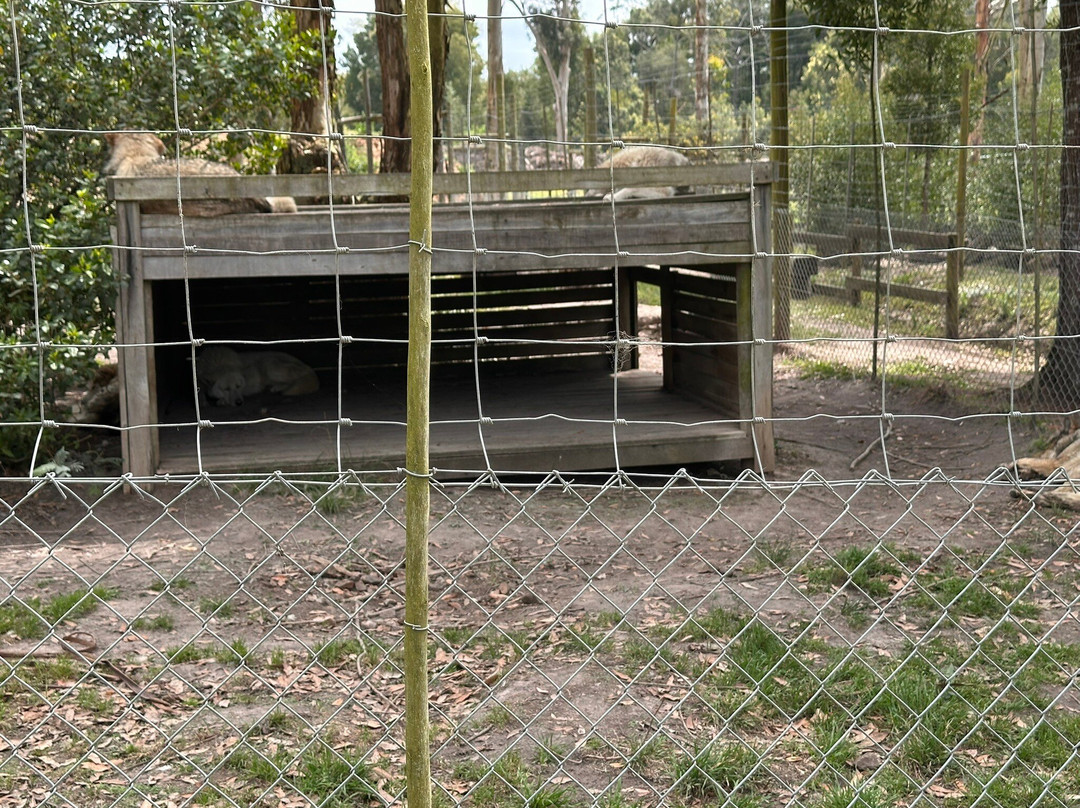 Garden Route Wolf Sanctuary-普利登堡湾必去景点