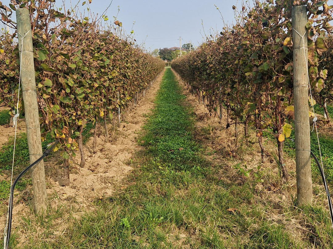 Tenuta & Agriturismo Ambrosini-Cazzago San Martino必去景点