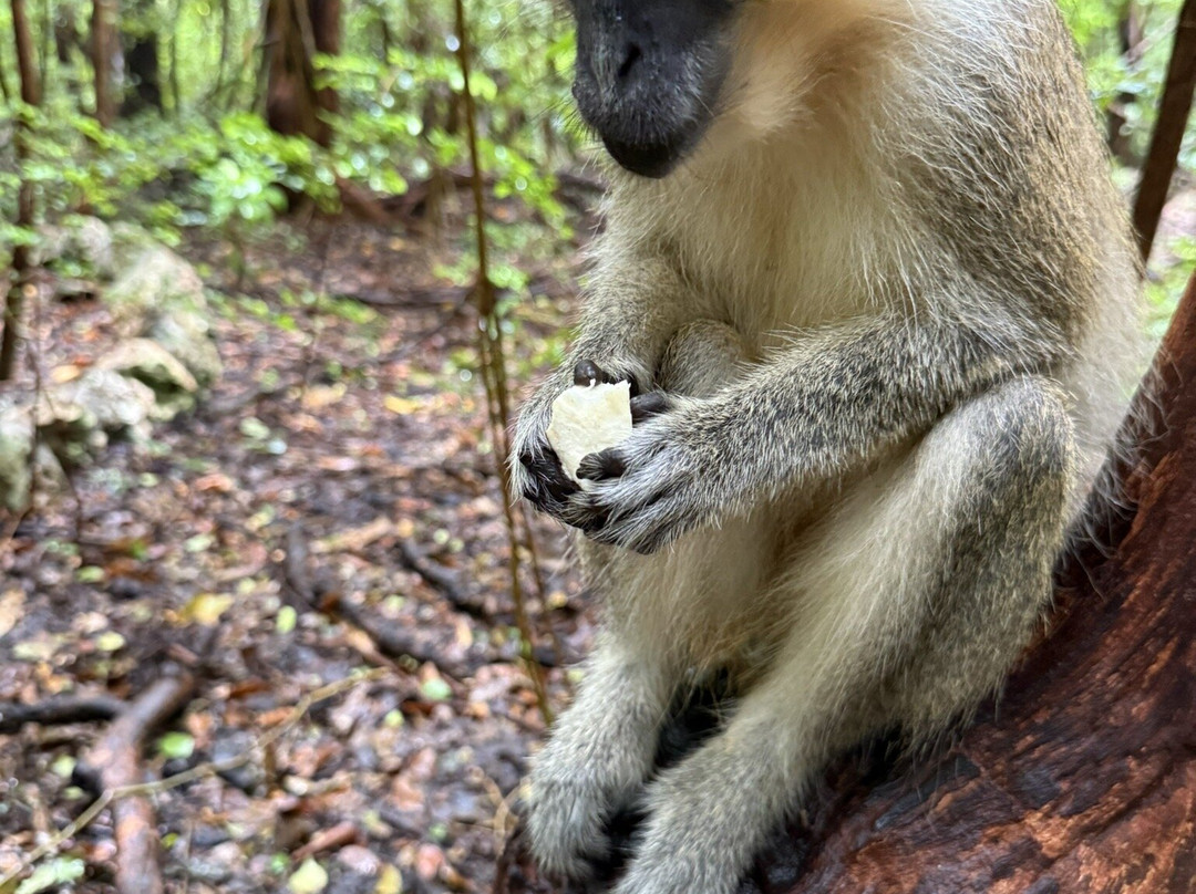 Barbados Wildlife Reserve-Saint Peter Parish必去景点