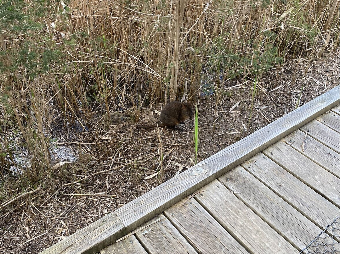 Tamar Island Wetlands-Riverside必去景点