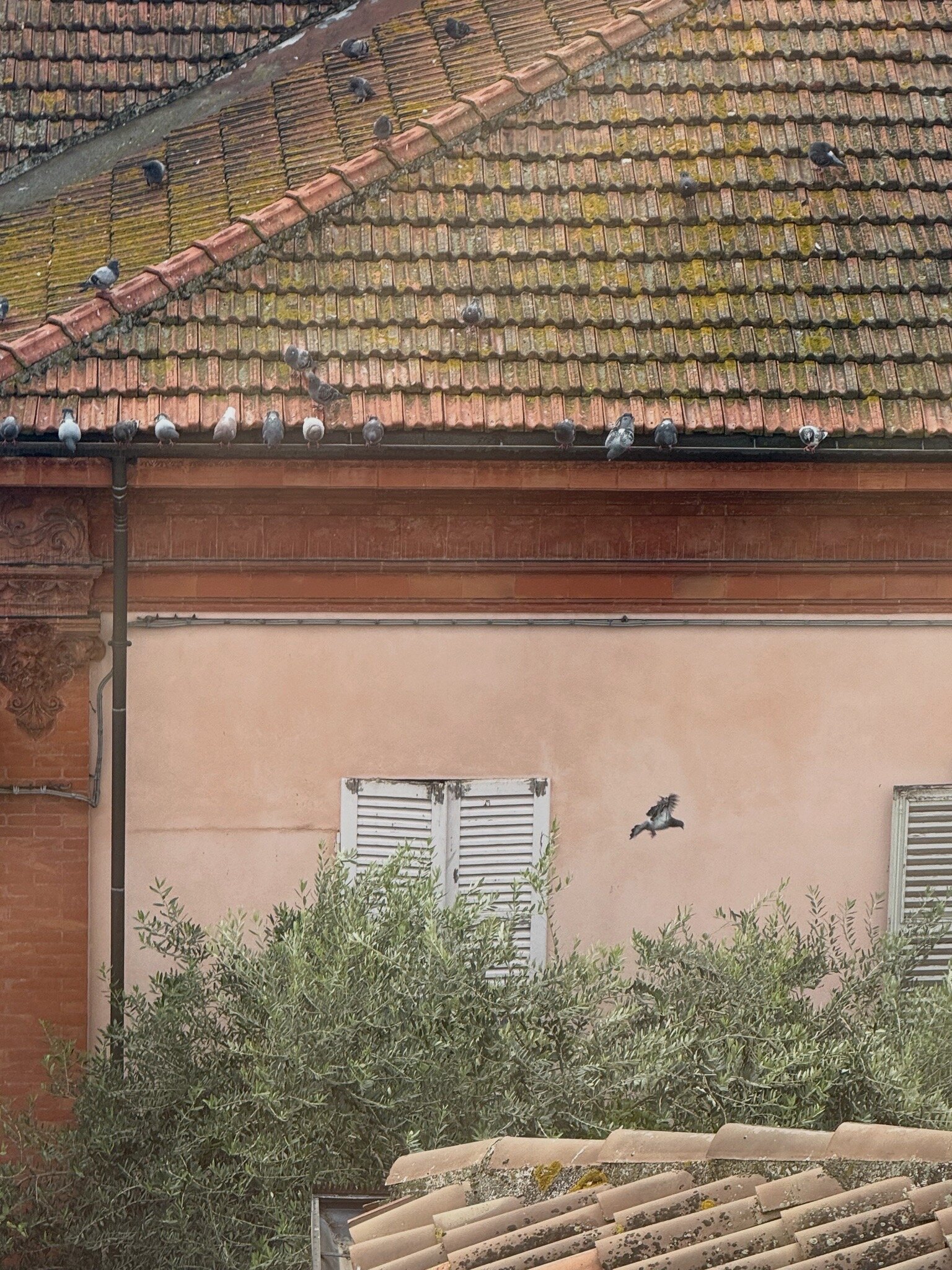 Palazzo Bezzi-官方