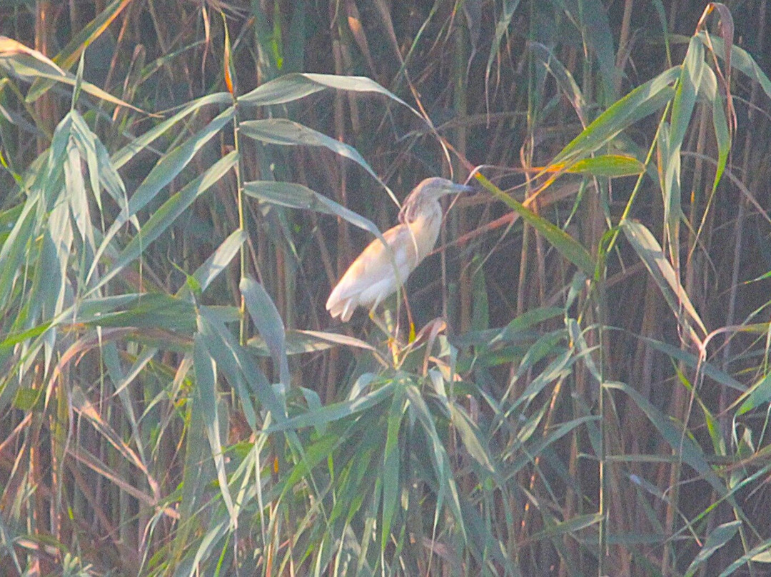 Adil Boat Tours-达利安必去景点