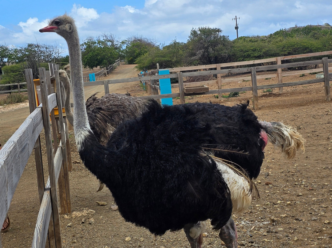 Curacao Ostrich Farm-库拉索必去景点