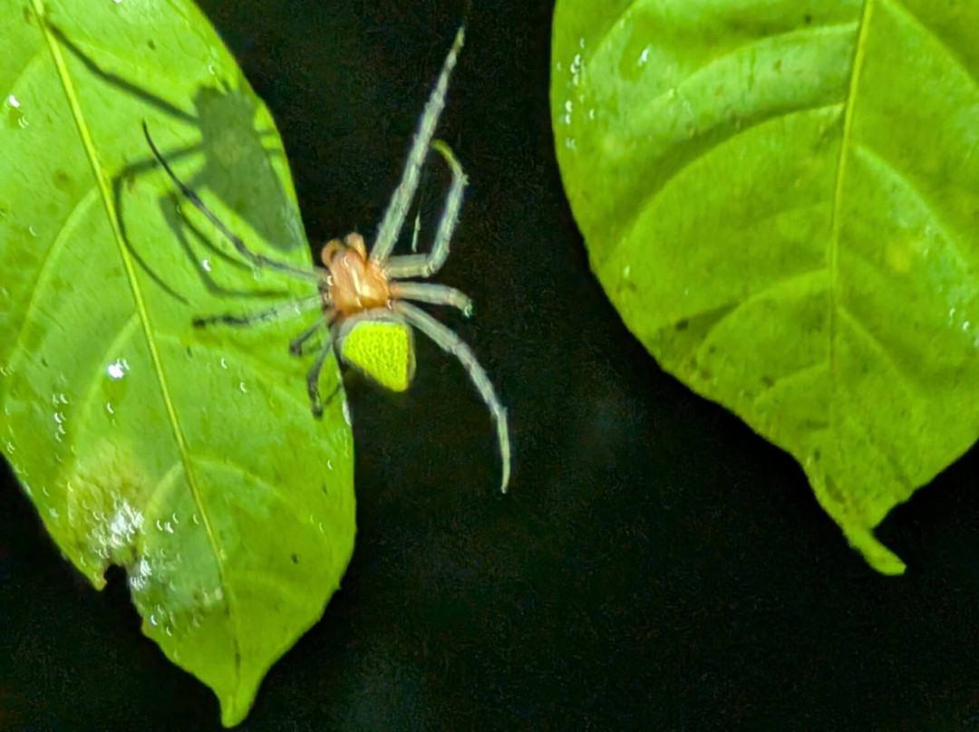 Manuel Antonio Expeditions-哥斯达黎加安东尼奥国家公园必去景点