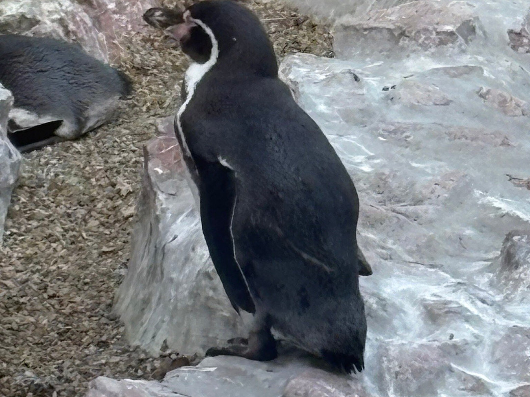 Belgrade Zoo-贝尔格莱德必去景点