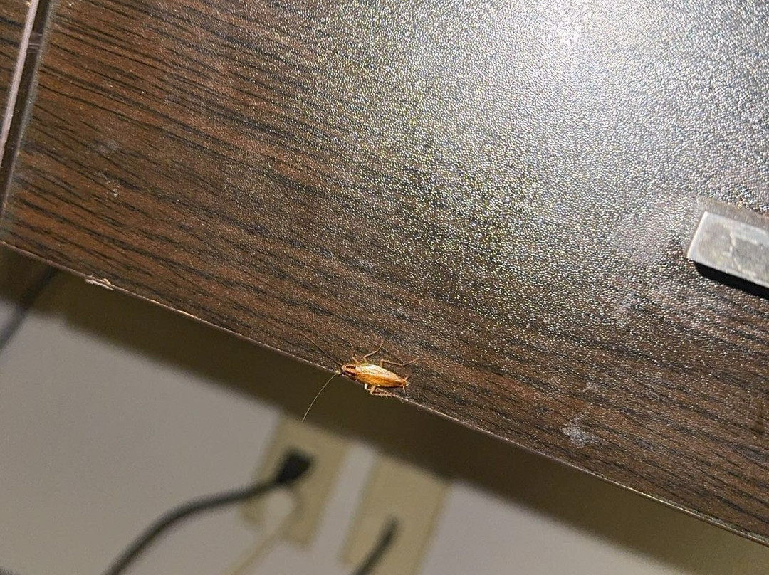 Quality Inn & Suites主图