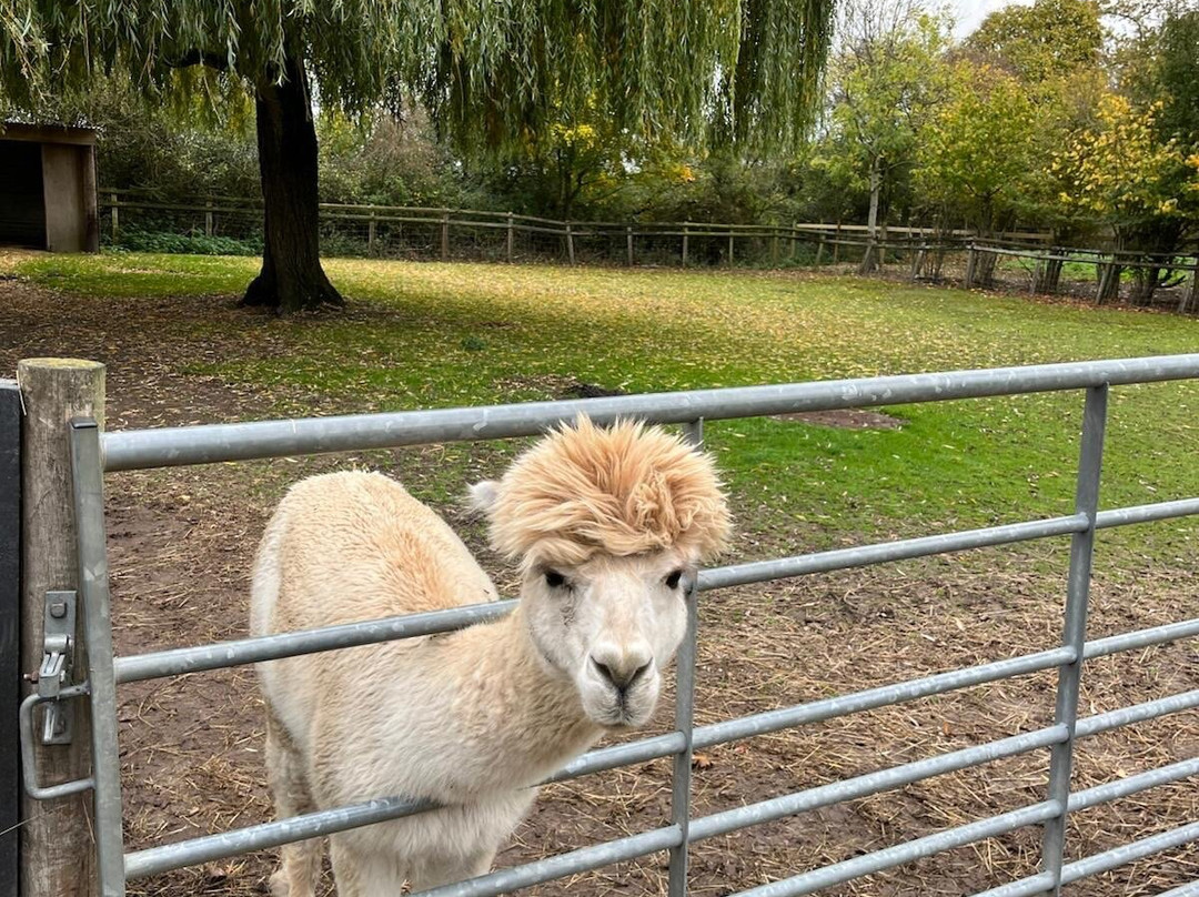 Pennybridge Farm Alpacas-胡克必去景点
