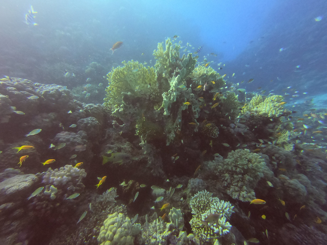 Scuba World Divers Soma Bay-艾尔可西利亚必去景点