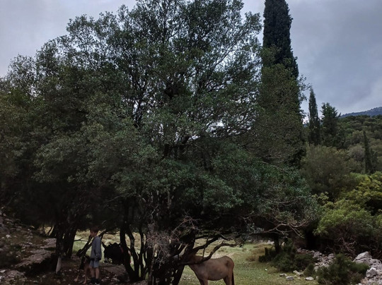 Donkey Trekking Kefalonia-萨米必去景点