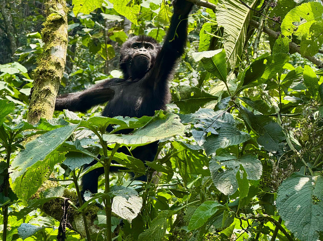 Buutu Safaris-金贾必去景点