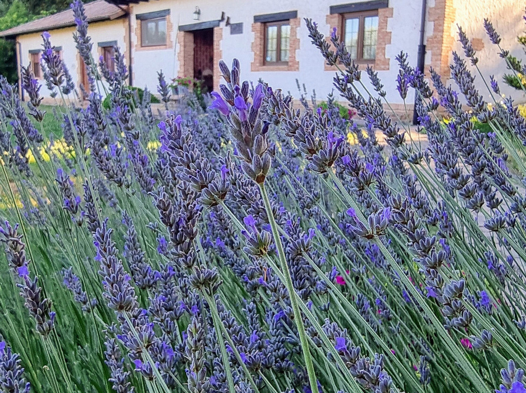 Molino Galochas主图