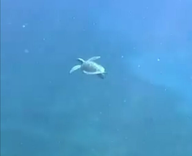 Snorkel Tenerife Excursions